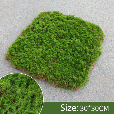 Moss Grass For Fairy Garden