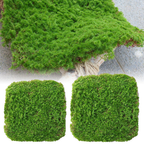 Enchanting Fairy Garden Decor: Plastic Fence, Wooden Fence, Moss Grass, and Mini Trees
