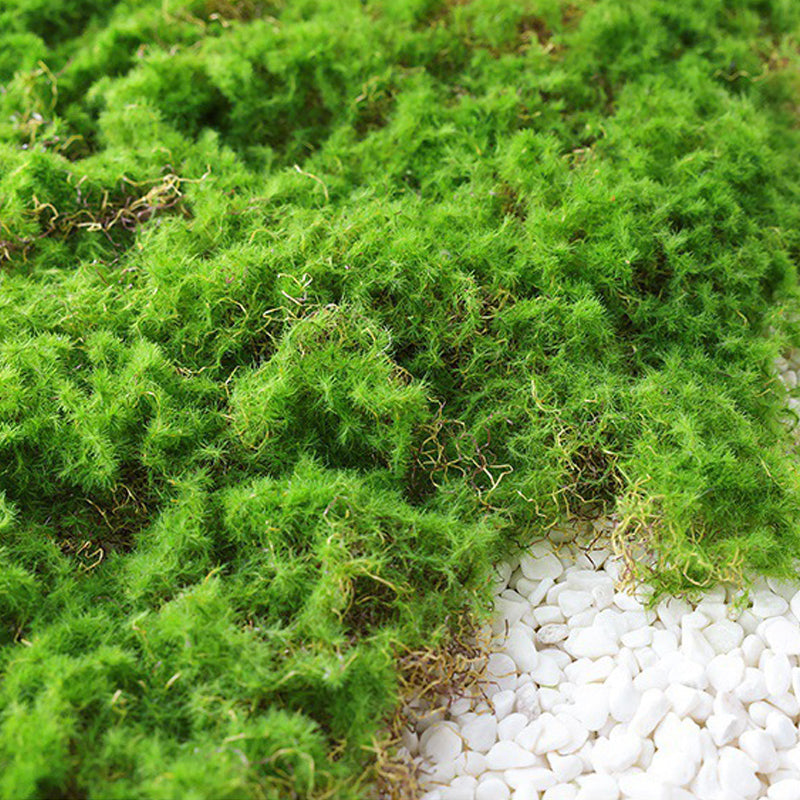 Moss Grass For Fairy Garden